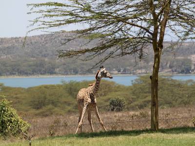 Eluai Luxury villa with wildlife views in Naivasha