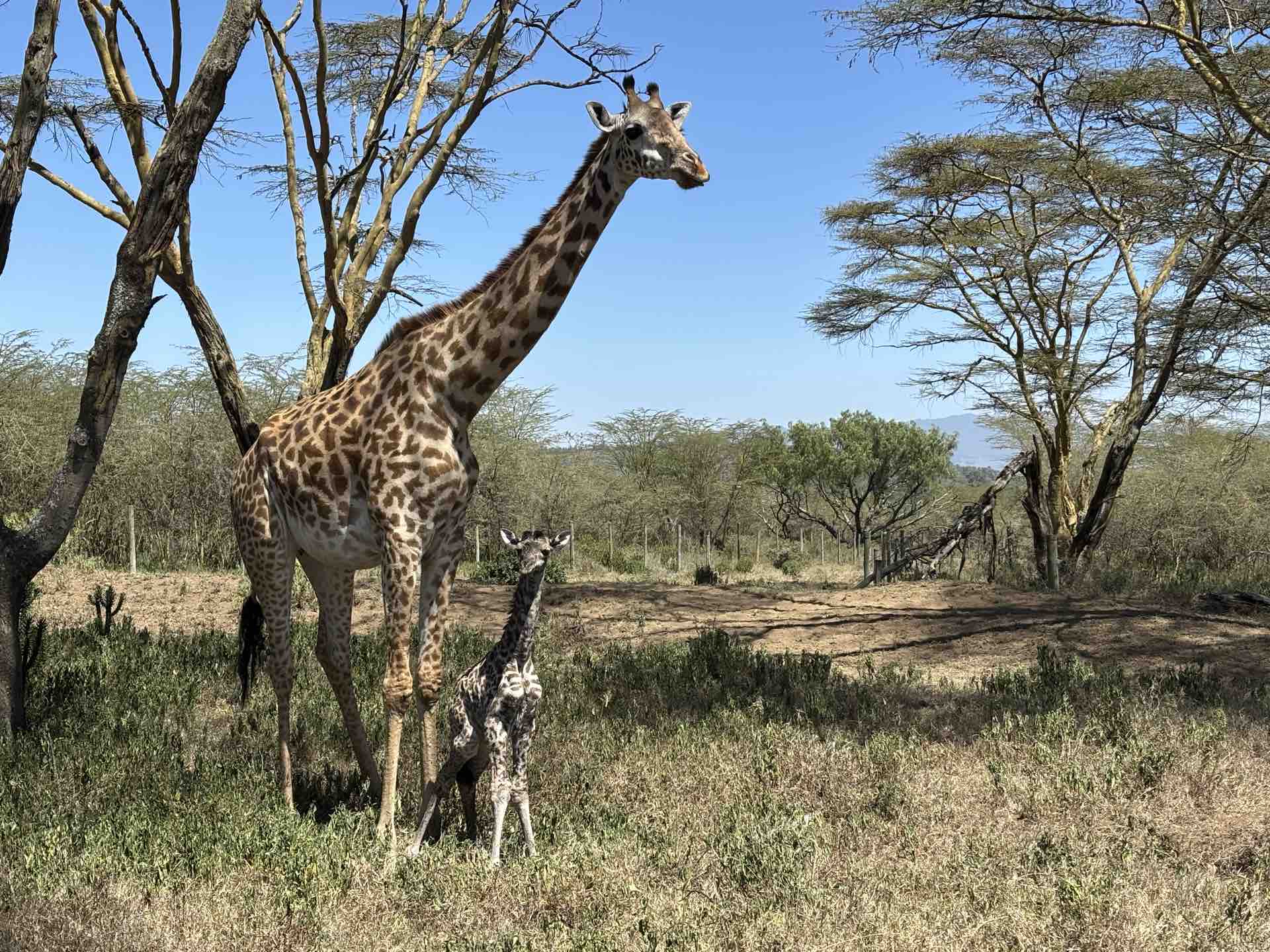 Eluai at Giraffics Park overlooking Lake Naivasha